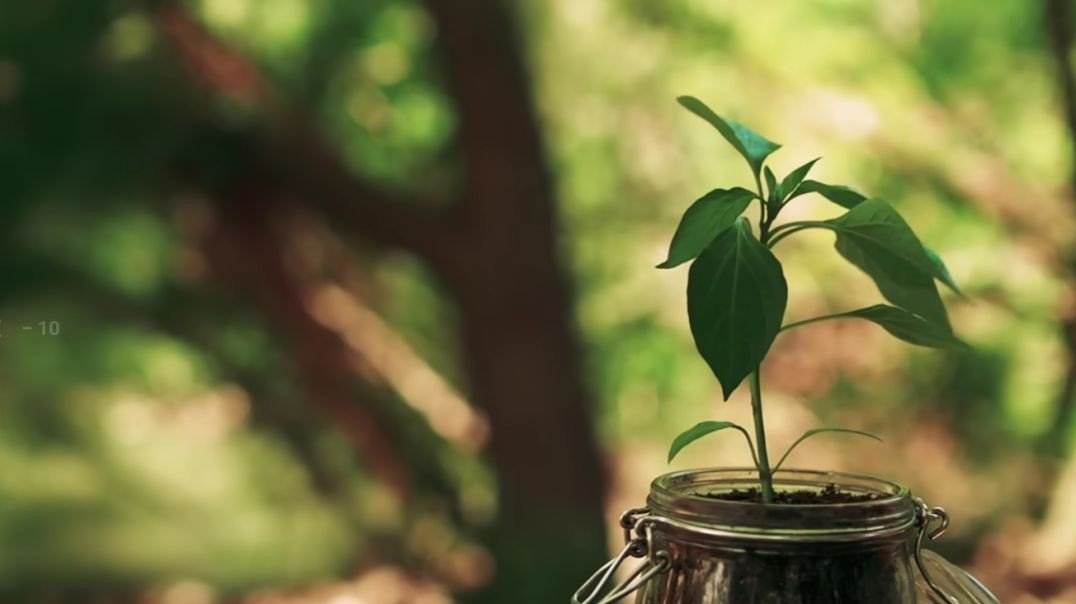 THE SEED __ Inspirational Short Film